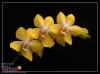 Avatar Yellow Orchid