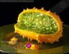 Avatar zielony melon