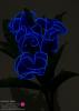 Avatar niebieski tulipan