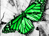 Avatar zielony_motylek
