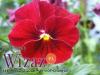 Avatar RedPansy