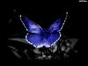 Avatar Butterfly_27