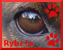 Avatar Rybc!a