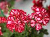 Avatar pelargonie