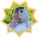 Avatar Ducky Duck