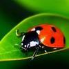 Avatar ladybug_23