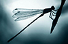 Avatar dragonfly123