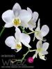 Avatar orchidea83