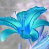 Avatar fleur_bleue