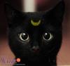 Avatar Darkcat