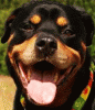 Avatar Rottie