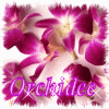 Avatar Orchide