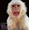 Avatar Crazy_monkey