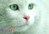 Avatar White_Cat