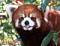 Little Panda Bear's Avatar