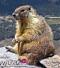 marmota's Avatar