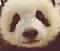 panda2202's Avatar